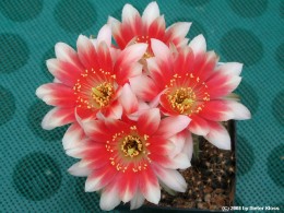 Echinopsis spec.            